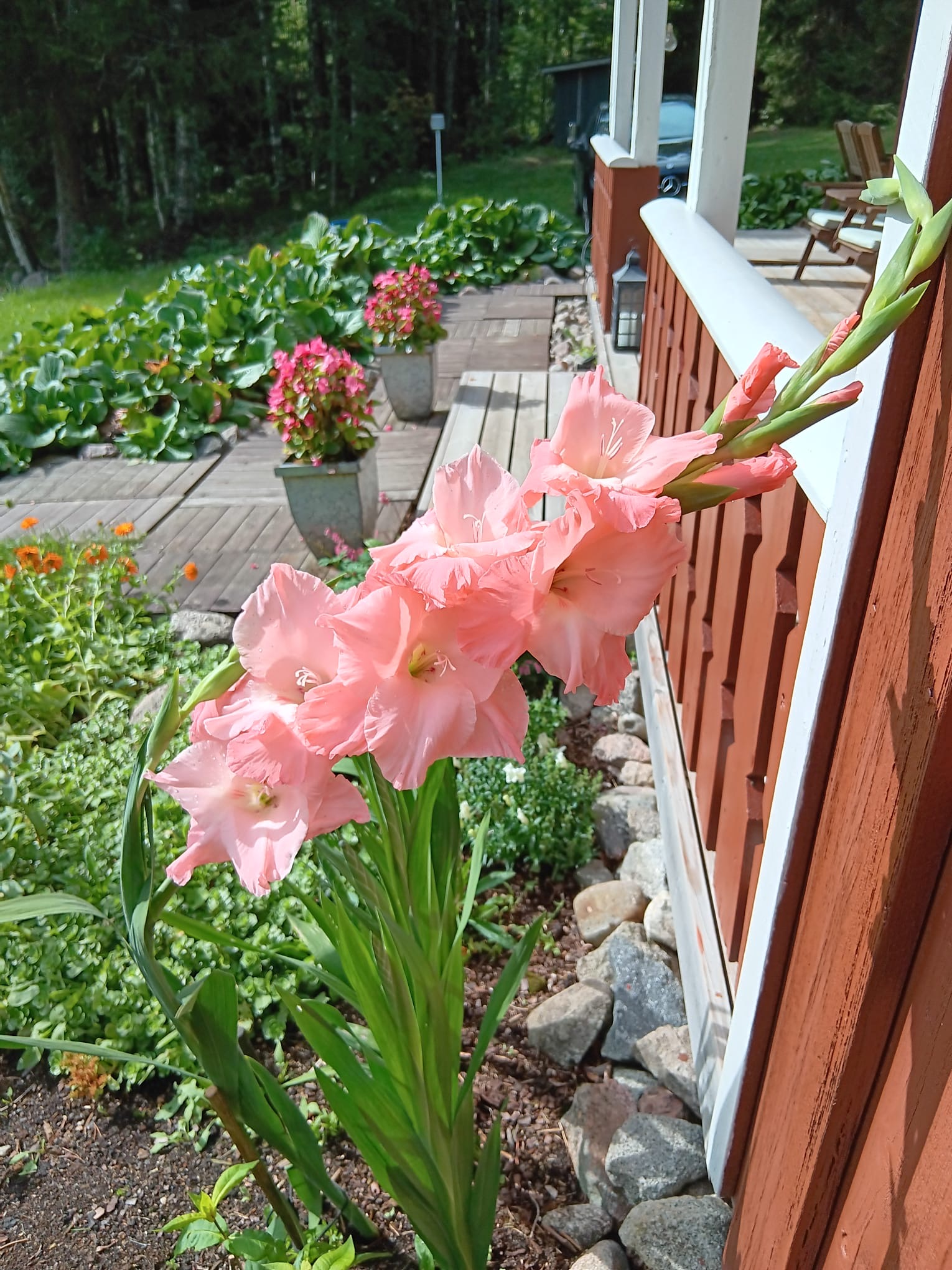 Gladiolukset kuistin vieressä