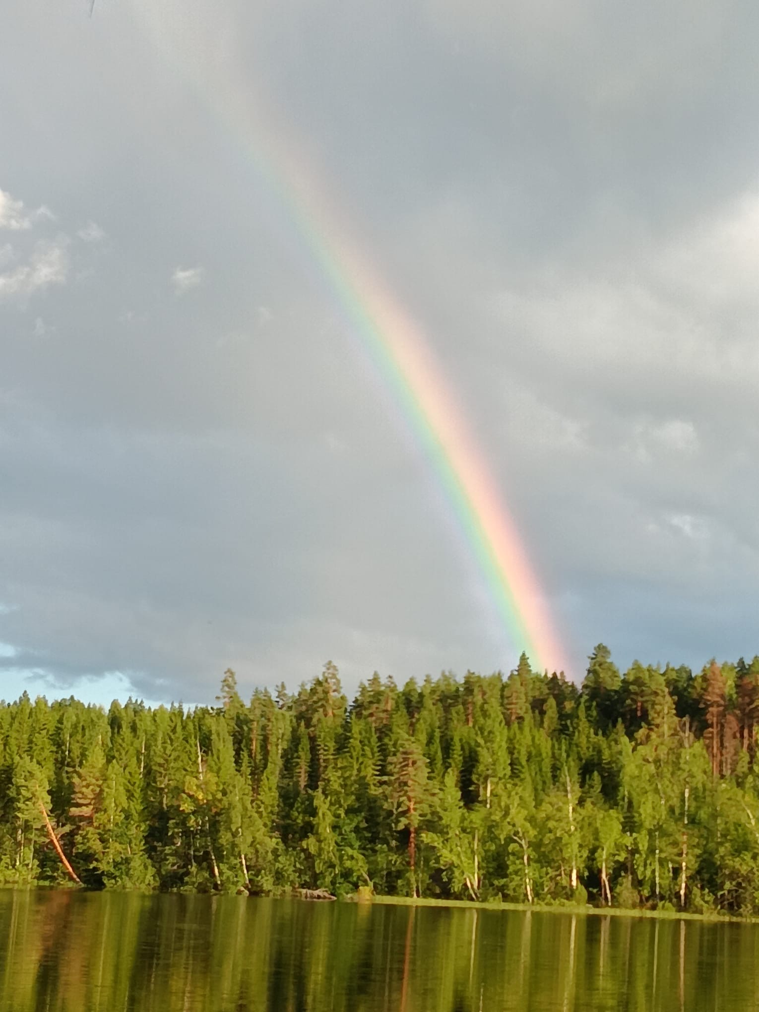 Sateenkaari metsän yllä